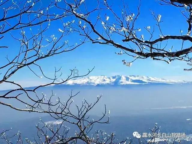 逃离野丛之森